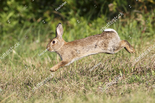 Thói quen sống của thỏ rừng