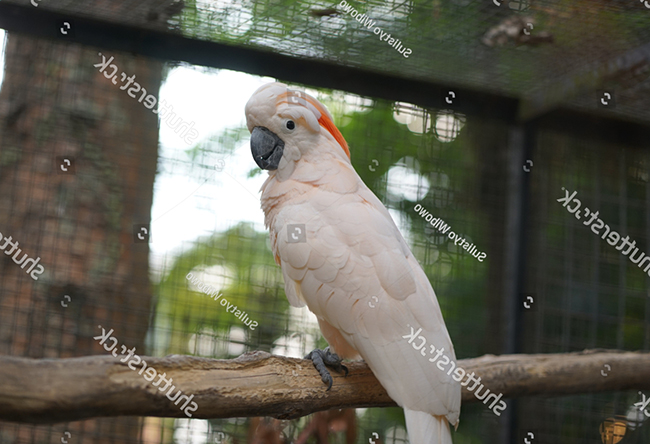 Nên nuôi vẹt Moluccan Cockatoo từ nhỏ