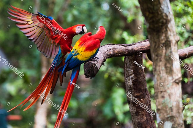 Vẹt Macaw – Wikipedia tiếng Việt