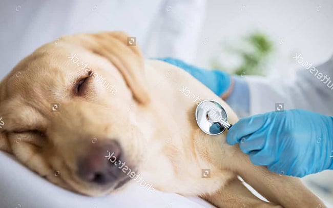 Chó bị viêm phổi nặng: Thuốc uống và cách chữa trị » Pet Mart