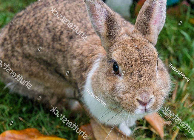 Triệu chứng khi thỏ bị sổ mũi