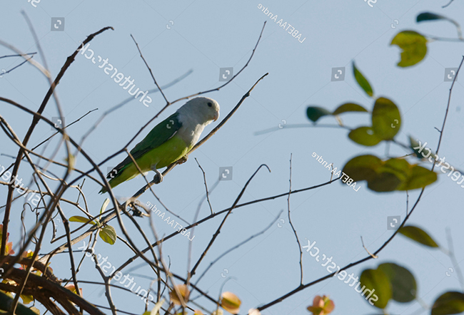 Đặc điểm của vẹt Lovebird