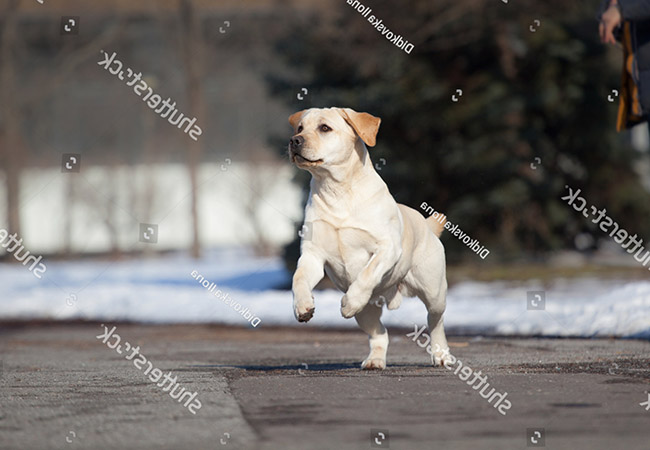 Giới thiệu chó Labrador Retriever
