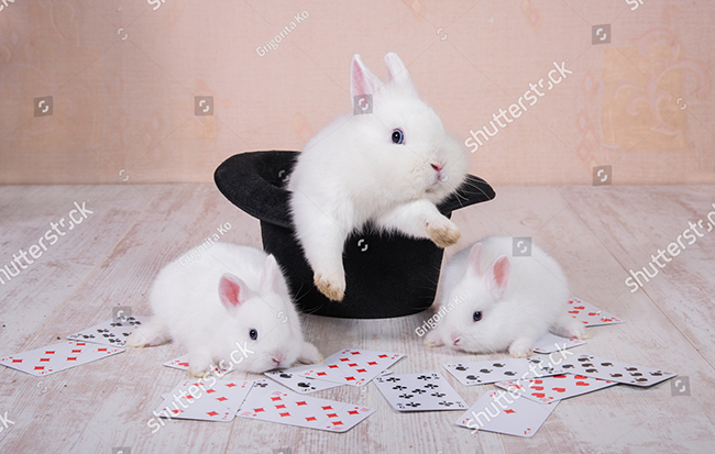 Đồ chơi cho thỏ có tính nghịch ngợm