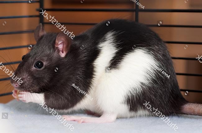 Tập tính của chuột Fancy Rat