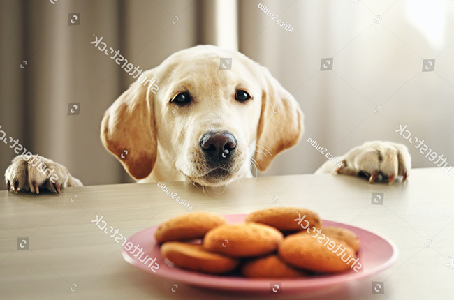 Huấn luyện chó không xin ăn