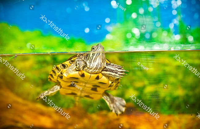 Thay và lọc nước cho rùa quá thường xuyên