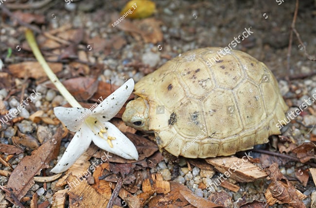 Chuồng nuôi rùa núi vàng