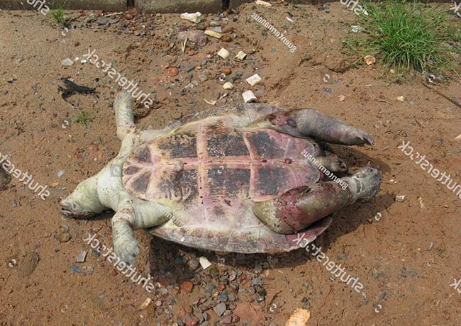Làm thế nào để xác định rùa sống hay chết?