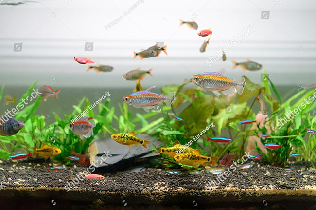 Ưu điểm của mồi sống bằng các giống cá nhỏ