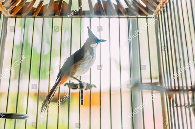 Chào Mào Chơi Cánh Mãn Nhãn đẹp Mắt 2022 - Thức ăn Chim Cảnh Hiển Bảo Khánh