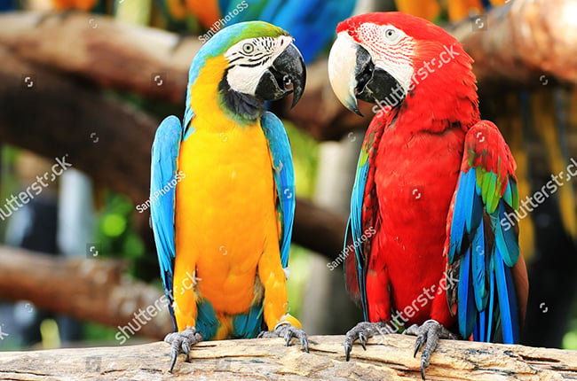 Đỏ vẹt con Vẹt Xanh và vàng và đôi Chim Vẹt - con vẹt png tải về - Miễn phí  trong suốt Vết png Tải về.