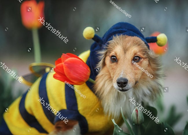 Cách bảo vệ để chó không bị ong đốt