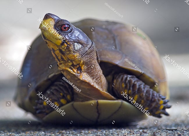 Kiểm tra mắt cho rùa nuôi trong nhà