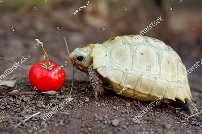 Rùa cạn ăn gì: tỉ lệ thành phần đồ ăn của rùa