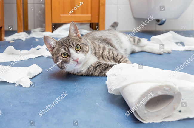 Lợi ích của nhà vệ sinh cho mèo