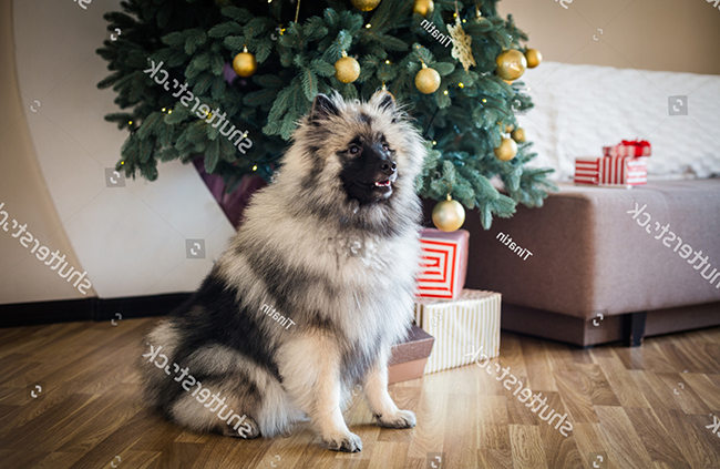 Đặc điểm ngoại hình giống chó Keeshond