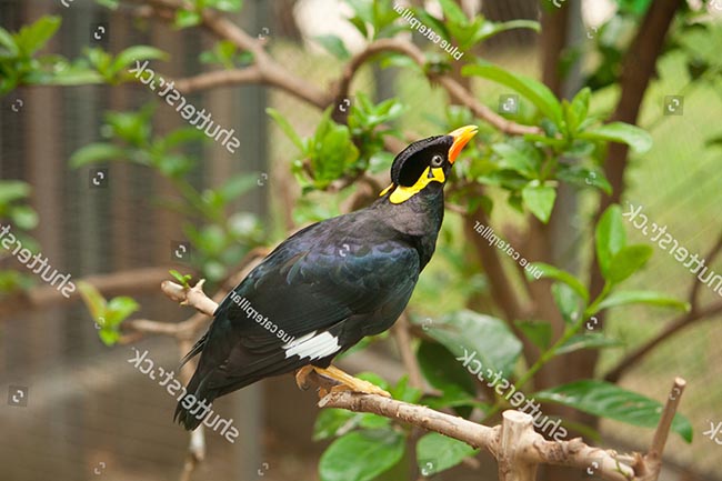 Bán chim sáo biết nói tiếng người - Chugiong.com