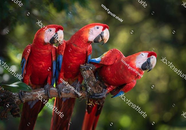 Dan Food | Chim Vẹt Scarlet Macaw Nhiều Màu Sắc Giá Nghìn Đô - YouTube
