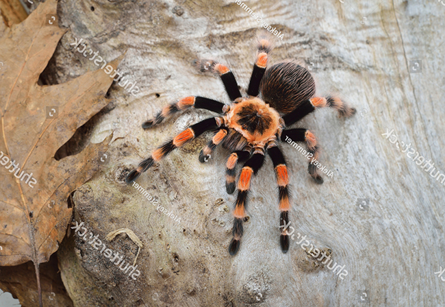Bệnh nấm mốc ở nhện Tarantula