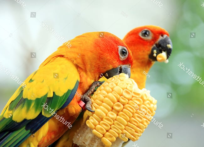 Sun Conure Parakeet (Mặt Trời) (1 Tuổi) - Pet Me Shop