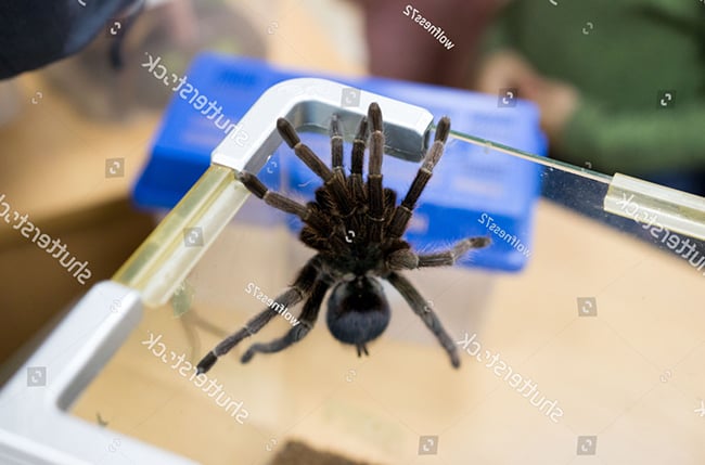 Nhện Tarantula có độc tính mạnh