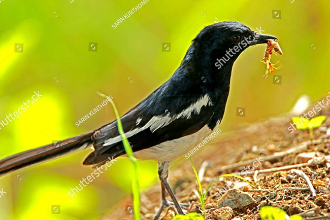 Chích Chòe Lửa - Loài Chim Có Giọng Hót Rất Hay - Loài Vật