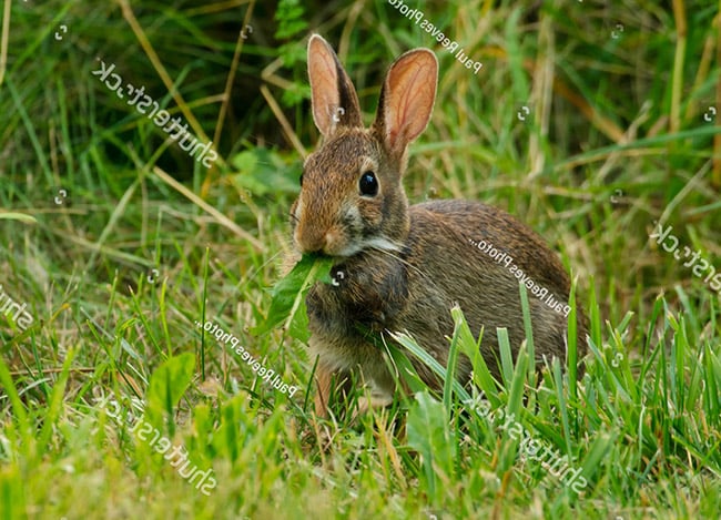 Tầm quan trọng của cỏ cho thỏ