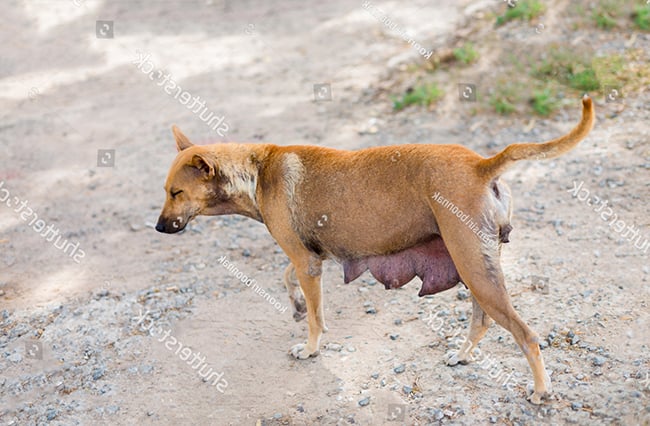 Núm vú của chó là một trong những phần thể hiện tình mẫu tử của chúng và đồng thời là nguồn dinh dưỡng quan trọng cho con non của mẹ chó. Hãy xem hình ảnh núm vú của chó của chúng tôi để tìm hiểu thêm về quá trình dinh dưỡng đầy kỳ diệu này nhé!