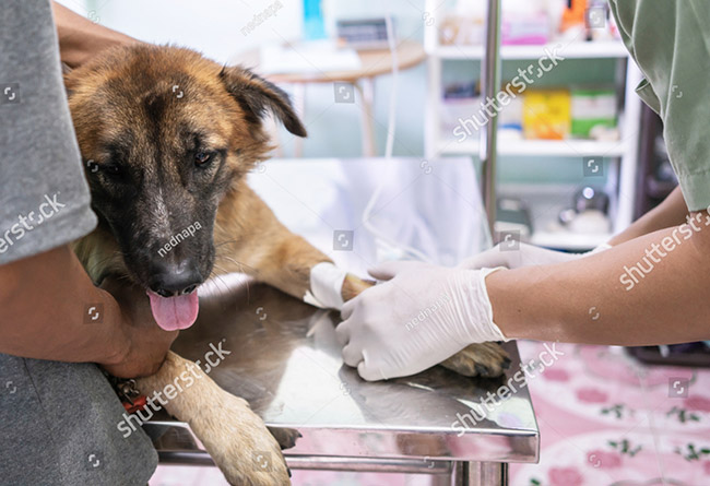 Không nên ôm ghì chặt khi bác sĩ khám bệnh cho thú cưng