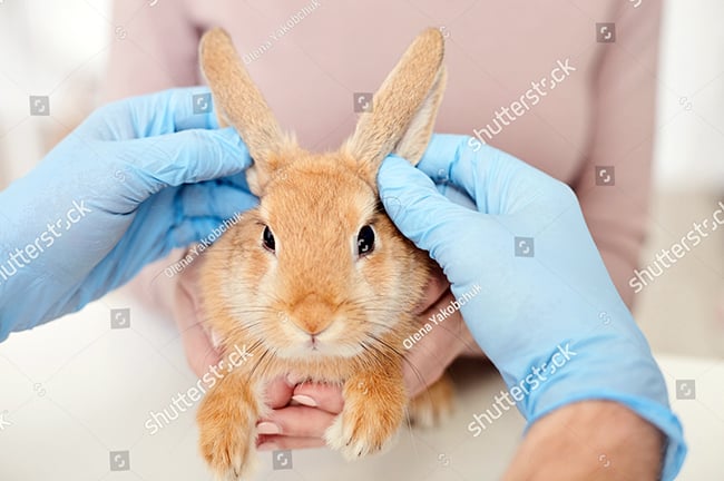 Cách chăm sóc thỏ kiểng thứ nhất