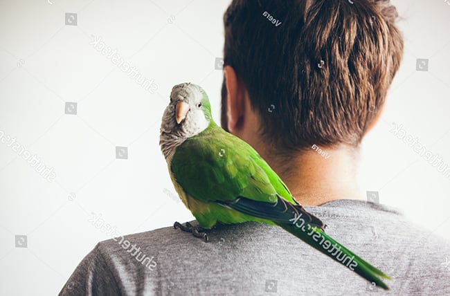 Những lưu ý cách nuôi chim vẹt chuẩn nhất cho người mới