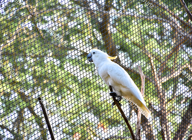 Vẹt Cockatoo có đặc điểm gì?