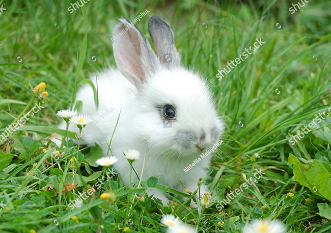 Chăm sóc thỏ con bằng thức ăn xanh