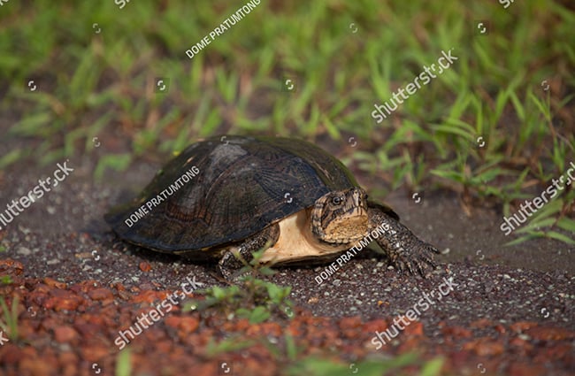Tập tính sống của rùa hộp lưng đen