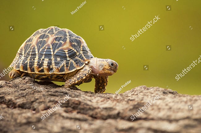 Đặc điểm hình dáng của các loài rùa cạn