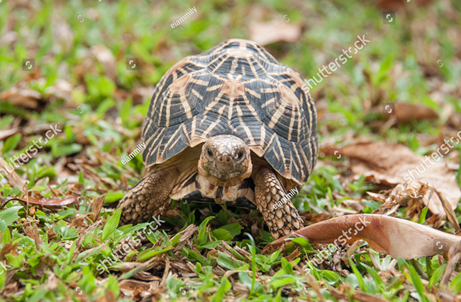 Đặc điểm ngoại hình của rùa sao Ấn Độ