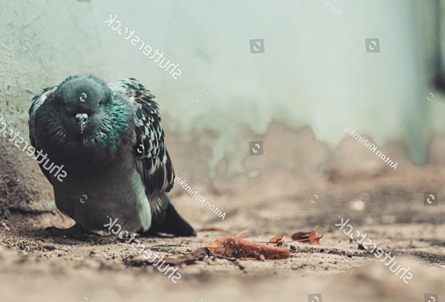 Biểu hiện ngộ độc của chim