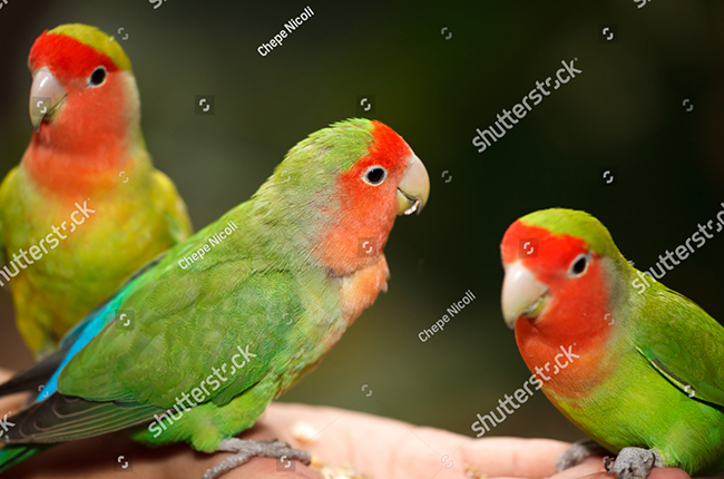 Chăm sóc vẹt Lovebird