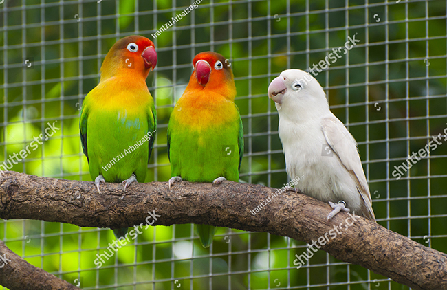 Hướng dẫn nuôi vẹt Lovebird cơ bản cho người yêu chim ...